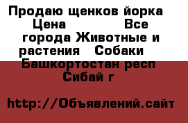 Продаю щенков йорка › Цена ­ 10 000 - Все города Животные и растения » Собаки   . Башкортостан респ.,Сибай г.